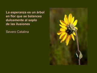 La esperanza eess uunn áárrbbooll 
eenn fflloorr qquuee ssee bbaallaanncceeaa 
dduullcceemmeennttee aall ssoopplloo 
ddee llaass iilluussiioonneess 
SSeevveerroo CCaattaalliinnaa 
 