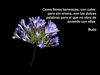 Como flores hermosas, ccoonn ccoolloorr,, 
ppeerroo ssiinn aarroommaa,, ssoonn llaass dduullcceess 
ppaallaabbrraass ppaarraa eell qquuee nnoo oobbrraa ddee 
aaccuueerrddoo ccoonn eellllaass 
BBuuddaa 
 