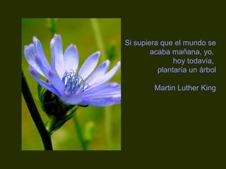 Si supiera que el mundo se 
acaba mañana, yo, 
hoy todavía, 
plantaría un árbol 
Martin Luther King 
 