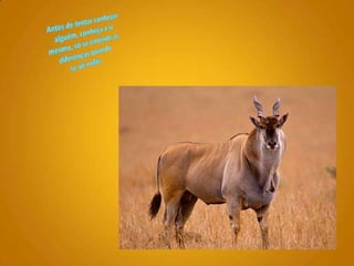 Antes de tentar conhecer alguém, conheça a si mesmo, só se entende as diferenças quando se vê nelas. 