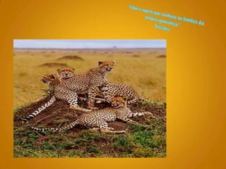 "Sábio é aquele que conhece os limites da própria ignorância.“ Sócrates 