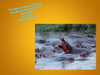 "Os homens alcançam sucesso quando eles percebem que seus fracassos são uma preparação para suas vitórias." Ralph Waldo Emerson 