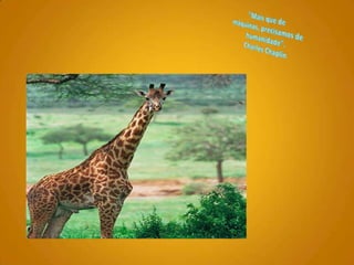 "Mais que de máquinas, precisamos de humanidade". Charles Chaplin 