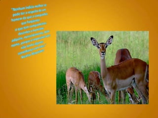 "Nenhum indício melhor se pode ter a respeito de um homem do que a companhia que freqüenta: o que tem companheiros decentes e honestos adquire, merecidamente, bom nome, porque é impossível que não tenha alguma semelhança com eles." Nicolau Maquiavel 