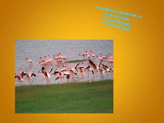 "A Verdadeira paz somente não é a ausência de tensão, é a presença de justiça." Marthin Luther King 