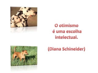 O otimismo é uma escolha intelectual.(Diana Schineider)