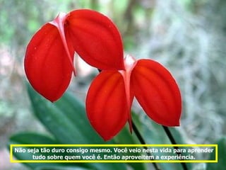 Não seja tão duro consigo mesmo. Você veio nesta vida para aprender tudo sobre quem você é. Então aproveitem a experiência. 
