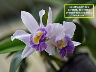 Escolha bem seu parceiro, pois desta decisão derivará  muita felicidade. 