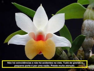 Não há coincidências e não há acidentes na vida. Tudo de grande e pequeno porte é por uma razão. Preste muita atenção. 