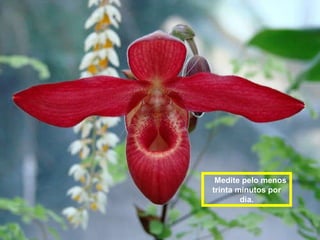 Medite pelo menos trinta minutos por dia. 