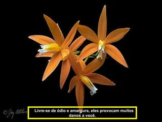 Livre-se de ódio e amargura, eles provocam muitos danos a você. 