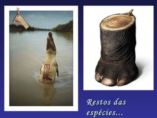 Restos das
espécies...
 