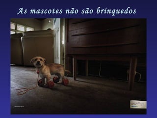 As mascotes não são brinquedos
 
