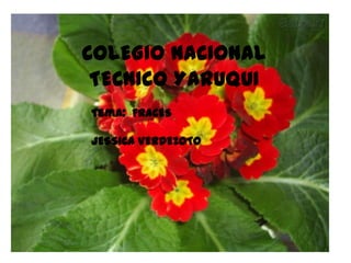 COLEGIO NACIONAL
 TECNICO YARUQUI
Tema: FRACES

JESSICA VERDEZOTO
 