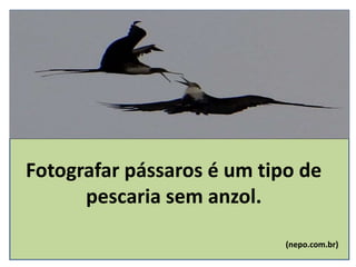 Fotografar pássaros é um tipo de
pescaria sem anzol.
(nepo.com.br)
 
