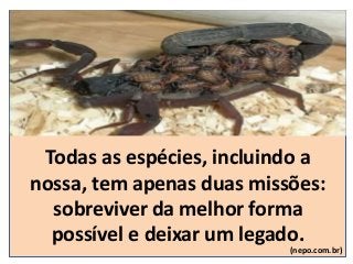 Todas as espécies, incluindo a
nossa, tem apenas duas missões:
sobreviver da melhor forma
possível e deixar um legado.
(nepo.com.br)
 