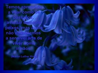 Temos aprendido a voar como os pássaros,  a nadar como os peixes, mas ainda não aprendemos  a sensível arte de viver como irmãos. (Martin Luther King)   