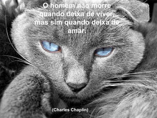 O homem não morre quando deixa de viver, mas sim quando deixa de amar. (Charles Chaplin)  