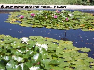 El amor eterno dura tres meses...o cuatro.  