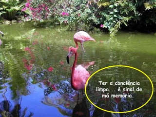Ter a conciência
limpa... é sinal de
   má memória.
 