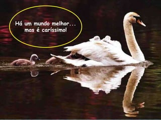 Há um mundo melhor...
   mas é caríssimo!
 