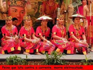 Peixe que luta contra a corrente, morre eletrocutado.
 