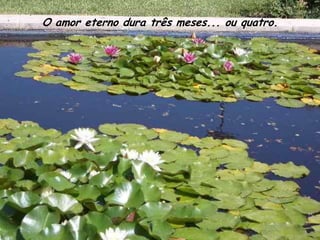 O amor eterno dura três meses... ou quatro.
 