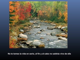 No te tomes la vida en serio, al fin y al cabo no saldrás vivo de ella
 