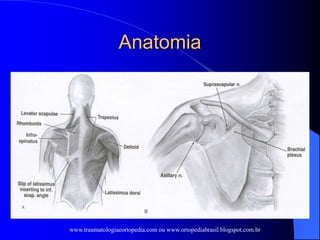 Anatomia
 Anterior: subescapular/ serratil ant
 Posterior: supra e infra espinhal
 Margem Escapular: elevador da escápula/
rombóide (medial) / redondo maior e menor
(lateral)
 Coracóide: cabeça curta do biceps, peitoral
menor, coracobraquial.
www.traumatologiaeortopedia.com ou www.ortopediabrasil.blogspot.com.br
 