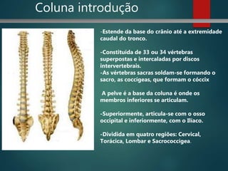 Coluna introdução
-Estende da base do crânio até a extremidade
caudal do tronco.
-Constituída de 33 ou 34 vértebras
superpostas e intercaladas por discos
intervertebrais.
-As vértebras sacras soldam-se formando o
sacro, as coccígeas, que formam o cóccix
A pelve é a base da coluna é onde os
membros inferiores se articulam.
-Superiormente, articula-se com o osso
occipital e inferiormente, com o Ilíaco.
-Dividida em quatro regiões: Cervical,
Torácica, Lombar e Sacrococcígea.
 