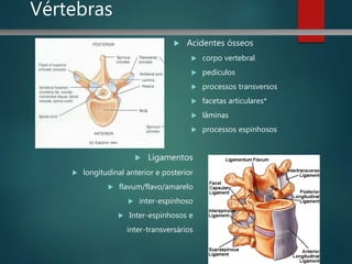  Acidentes ósseos
 corpo vertebral
 pedículos
 processos transversos
 facetas articulares*
 lâminas
 processos espinhosos
 Ligamentos
 longitudinal anterior e posterior
 flavum/flavo/amarelo
 inter-espinhoso
 Inter-espinhosos e
inter-transversários
Vértebras
 