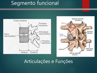 Articulações e Funções
Segmento funcional
 