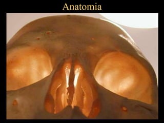 Anatomia
 