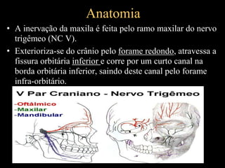 Anatomia
• A inervação da maxila é feita pelo ramo maxilar do nervo
trigêmeo (NC V).
• Exterioriza-se do crânio pelo forame redondo, atravessa a
fissura orbitária inferior e corre por um curto canal na
borda orbitária inferior, saindo deste canal pelo forame
infra-orbitário.
 