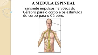 A MEDULA ESPINHAL
Transmite impulsos nervosos do
Cérebro para o corpo e os estímulos
do corpo para o Cérebro.
 