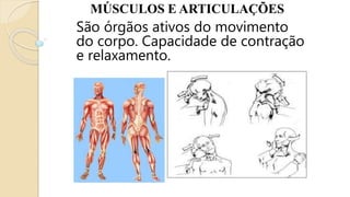 MÚSCULOS E ARTICULAÇÕES
São órgãos ativos do movimento
do corpo. Capacidade de contração
e relaxamento.
 