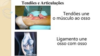 Tendões e Articulações
Ligamento une
osso com osso
Tendões une
o músculo ao osso
 