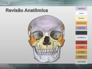 FRONTAL


  NASAL


 MAXILA


ZIGOMÁTICO


TEMPORAL


 CORNETO


MANDIBULA


LACRIMAL


  VÔMER


 ETMÓIDE


 PARIETAL


ESFENÓIDE
 