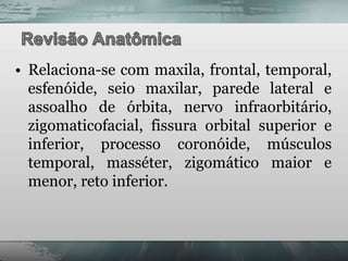 • Relaciona-se com maxila, frontal, temporal,
  esfenóide, seio maxilar, parede lateral e
  assoalho de órbita, nervo infraorbitário,
  zigomaticofacial, fissura orbital superior e
  inferior, processo coronóide, músculos
  temporal, masséter, zigomático maior e
  menor, reto inferior.
 