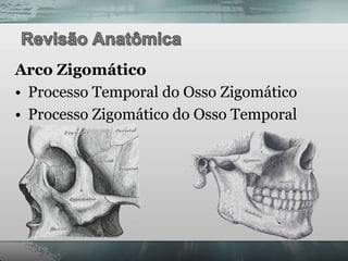 Arco Zigomático
• Processo Temporal do Osso Zigomático
• Processo Zigomático do Osso Temporal
 