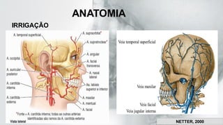 ANATOMIA
IRRIGAÇÃO
NETTER, 2000
 