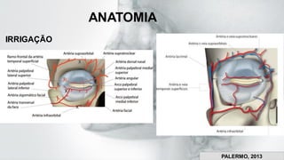 ANATOMIA
IRRIGAÇÃO
PALERMO, 2013
 