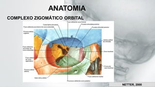 COMPLEXO ZIGOMÁTICO ORBITAL
NETTER, 2000
ANATOMIA
 