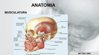 ANATOMIA
MUSCULATURA
NETTER, 2000
 