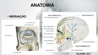 ANATOMIA
• INERVAÇÃO
PALERMO, 2013
 