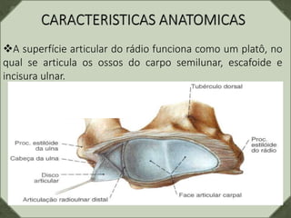 A superfície articular do rádio funciona como um platô, no
qual se articula os ossos do carpo semilunar, escafoide e
incisura ulnar.
 