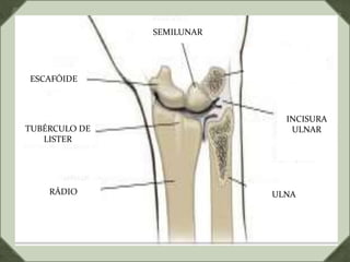 SEMILUNAR
ESCAFÓIDE
TUBÉRCULO DE
LISTER
RÁDIO ULNA
INCISURA
ULNAR
 