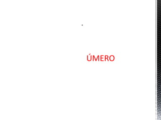 ÚMERO
.
 