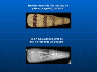 Suposta múmia de ibis (um tipo de pássaro sagrado), por fora. Raio X da suposta múmia de ibis, na realidade uma fraude 