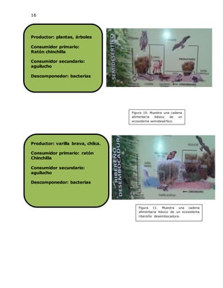 16
Productor: plantas, árboles
Consumidor primario:
Ratón chinchilla
Consumidor secundario:
aguilucho
Descomponedor: bacterias
Productor: varilla brava, chilca.
Consumidor primario: ratón
Chinchilla
Consumidor secundario:
aguilucho
Descomponedor: bacterias
Figura 10. Muestra una cadena
alimentaria básico de un
ecosistema semidesértico.
Figura 11. Muestra una cadena
alimentaria básico de un ecosistema
ribereño desembocadura.
 